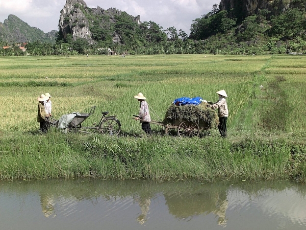Reisbauern