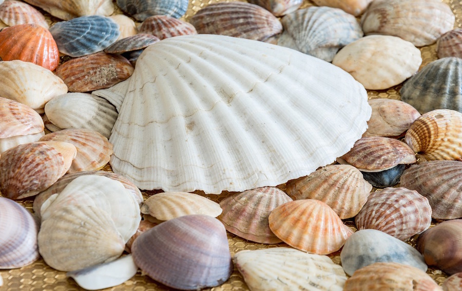 Können Muscheln eine Art Klimaarchiv sein? FAIReconomics Können Muscheln eine Art Klimaarchiv sein? FAIReconomics
